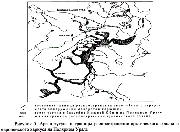 Ареал тугуна и границы распространения арктического гольца и европейского хариуса на Полярном Урале