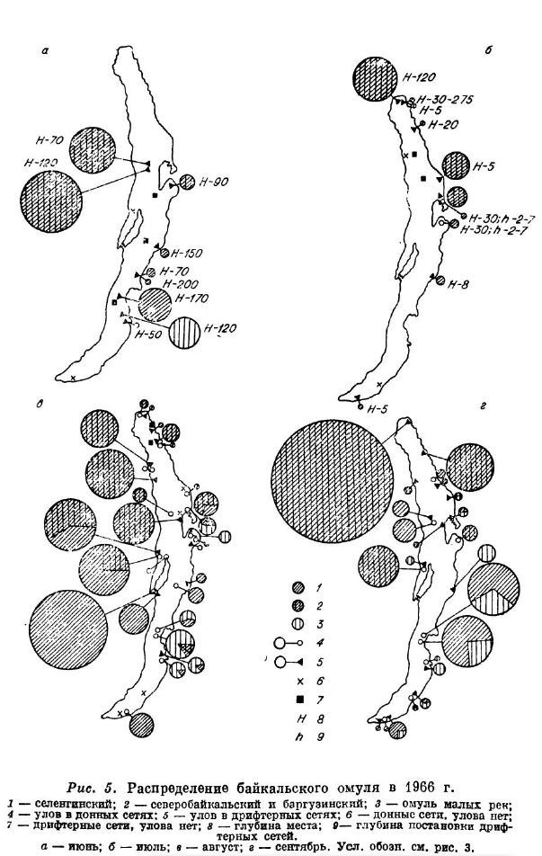 Распределение байкальского омуля в 1966 г