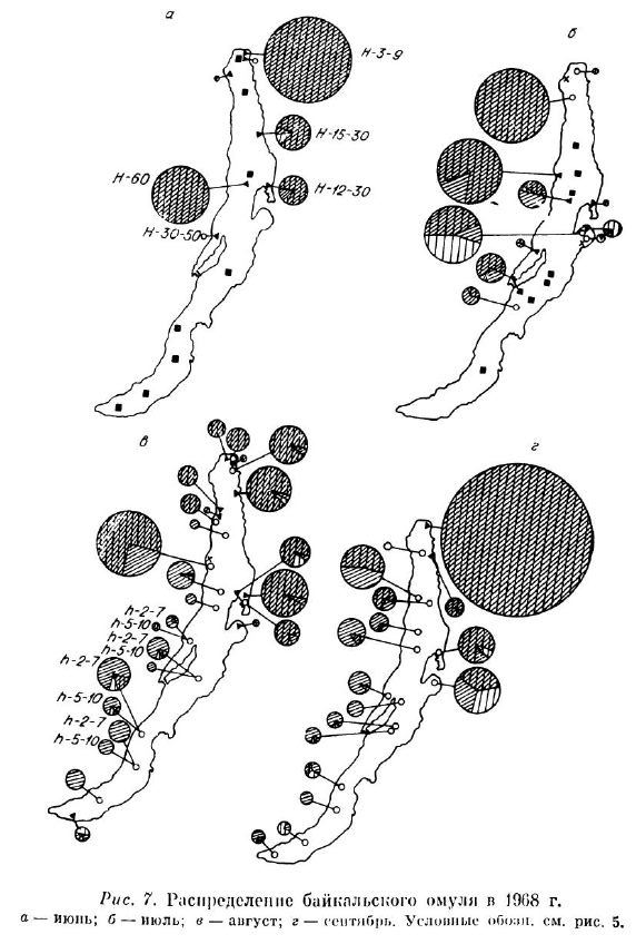 Распределение байкальского омуля в 1968 г