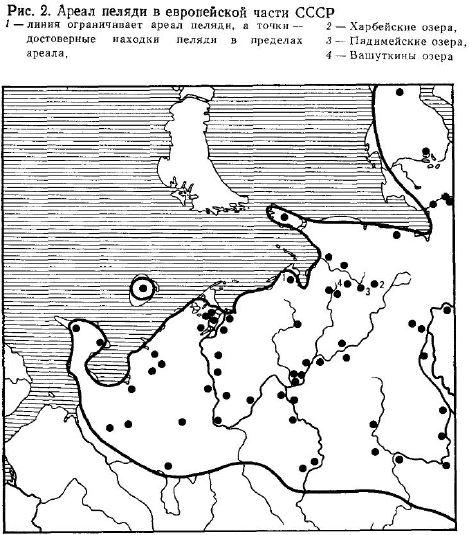 Ареал пеляди в европейской части СССР