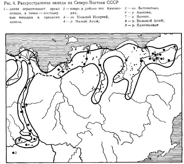 Распространение пеляди на Северо-Востоке СССР