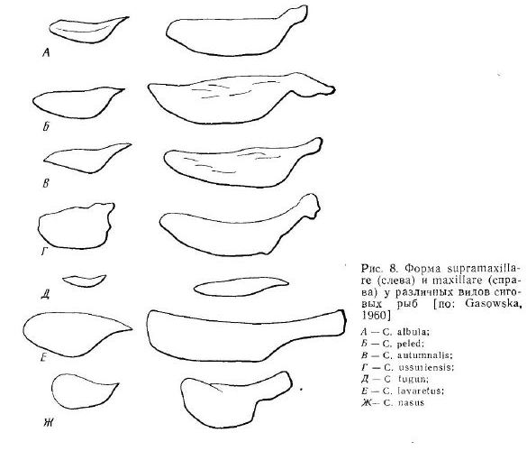 Форма Supramaxilla re (слева) и maxillare (справа) у различных видов сиговых рыб