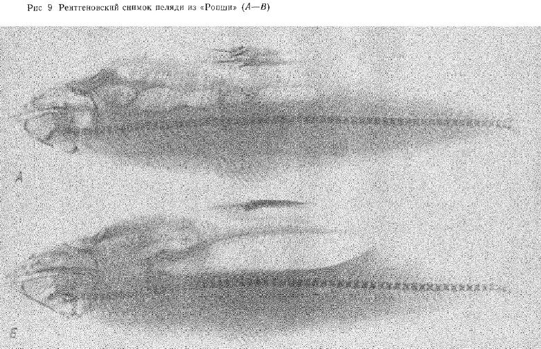 Рентгеновский снимок пеляди из «Ропши»