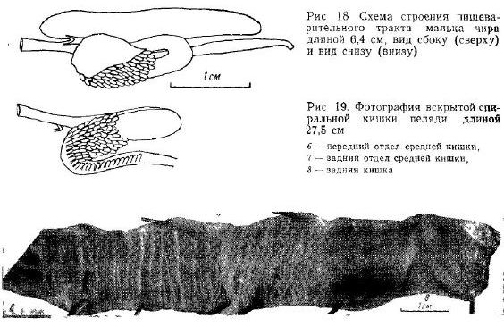 Схема строения пищеварительного тракта малька чира длиной 6,4 см, вид сбоку