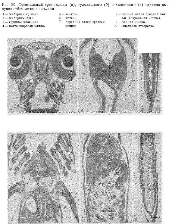 Фронтальный срез головы (а), туловищного (б) и хвостового (в) отделов вылупившейся личинки пеляди