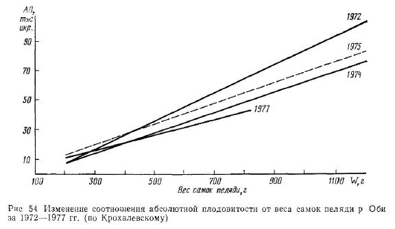 Изменение соотношения абсолютной плодовитости от веса самок пеляди роби за 1972-1977 гг.
