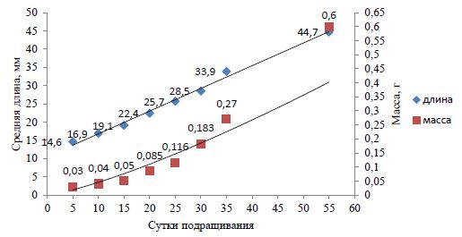 Динамика линейного (мм) и весового (г) роста молоди сибирского хариуса при подращивании условиях ПРК, 2013 г.
