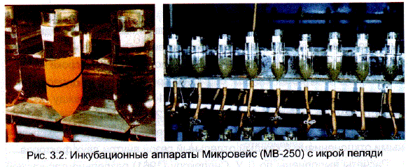 Инкубационные аппараты Микровейс (MB-250) с икрой пеляди