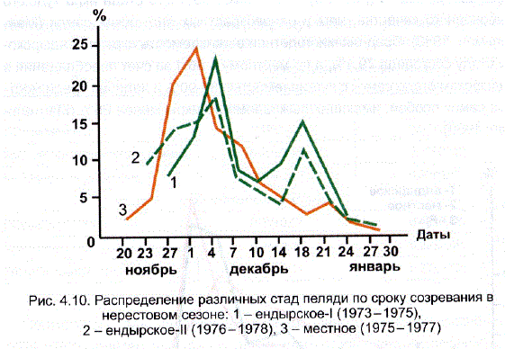 Распределение различных стад пеляди по сроку созревания в нерестовом сезоне: 1 – eндырское