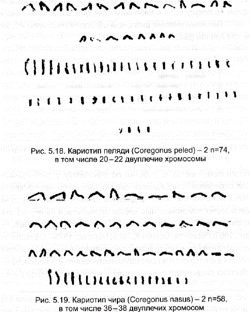 Кариотип пеляди (Coregonus peled) – 2 n=74, в том числе 20-22 двуплечие хромосомы