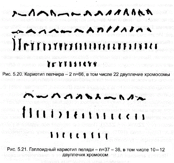 Кариотип пелчира – 2 n=66, в том числе 22 двуплечие хромосомы