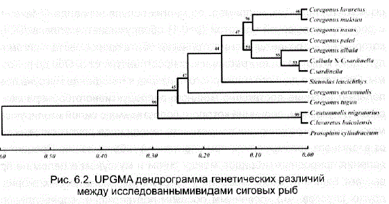 UPGMA дендрограмма генетических различий между исследованнымивидами сиговых рыб