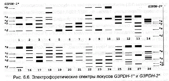 Электрофоретические спектры локусов GЗPDH-1* и GЗPDH-2* Генотипы сиговых рыб по локусам GЗРОН-1