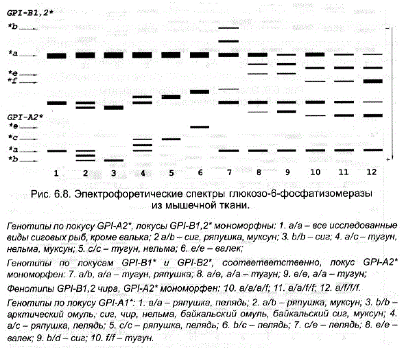 Электрофоретические спектры глюкозо-6-фосфатизомеразы из мышечной ткани.