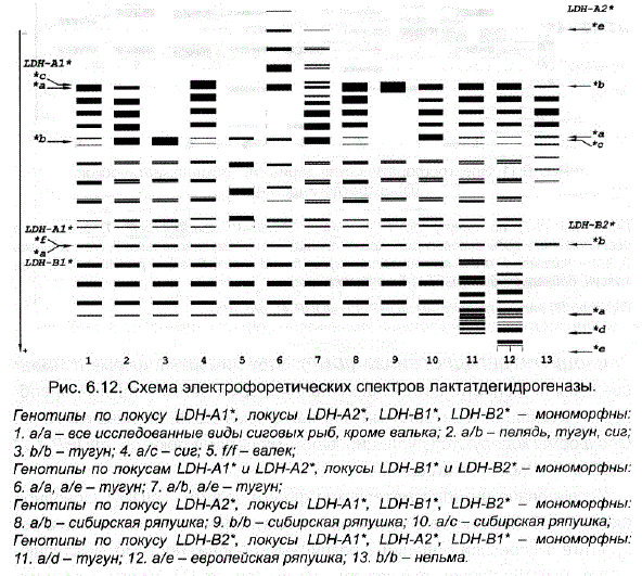 Схема электрофоретических спектров лактатдегидрогеназы. Генотипы по локусу LDH-A1*, локусы LDH-A2