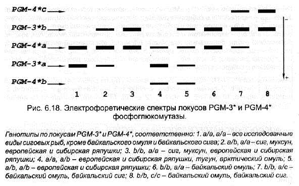 Электрофоретические спектры локусов PGM-3* и PGM-4* фосфоглюкомутазы.