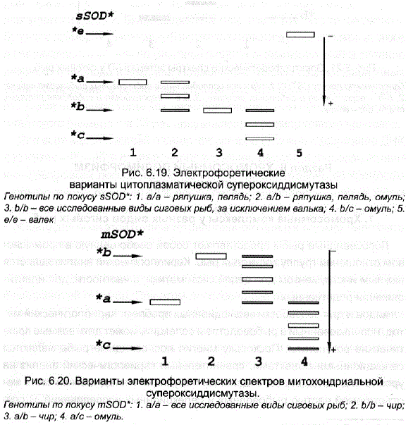 Электрофоретические варианты цитоплазматической супероксиддисмутазы Генотипы по локусу ѕSOD*