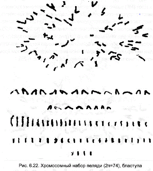 Хромосомный набор пеляди (2n=74), бластула