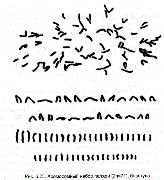 Хромосомный набор пеляди (2n=71), бластула