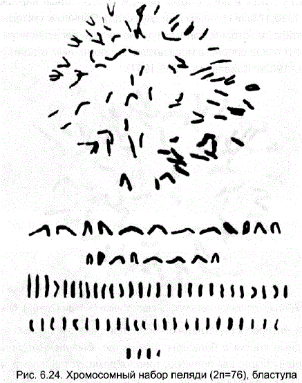 Хромосомный набор пеляди (2n=76), бластула