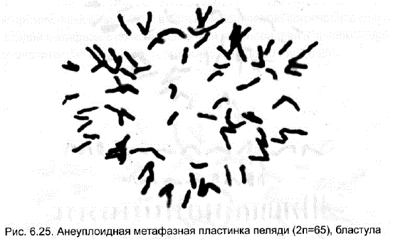 Анеуплоидная метафазная пластинка пеляди (2n=65), бластула