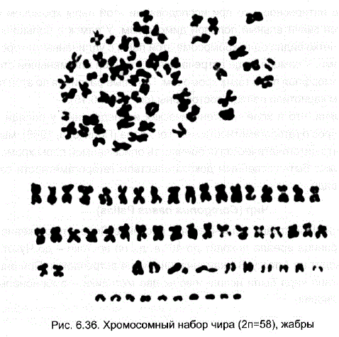 Хромосомный набор чира (2n=58), жабры