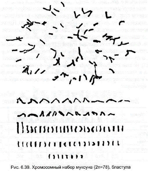 Хромосомный набор муксуна (2n=78), бластула