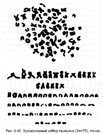 Хромосомный набор пыжьяна (2n=76), почка