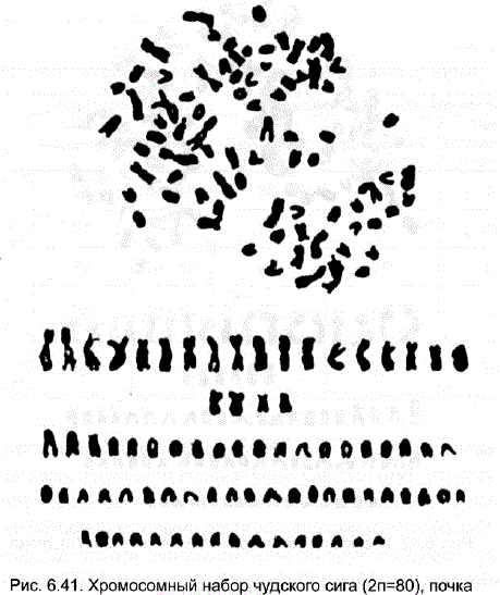 Хромосомный набор чудского сигa (2n=80), почка