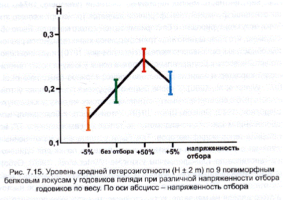 Уровень средней гетерозиготности (H + 2 m) по 9 полиморфным белковым локусам у годовиков пеляди при различной напряженности отбора негодовиков по весу. По оси абсцисс – напряженность отбора