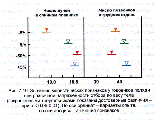 Значения меристических признаков у годовиков пеляди при различной напряженности отбора по весу тела (закрашенными треугольниками показаны достоверные различия