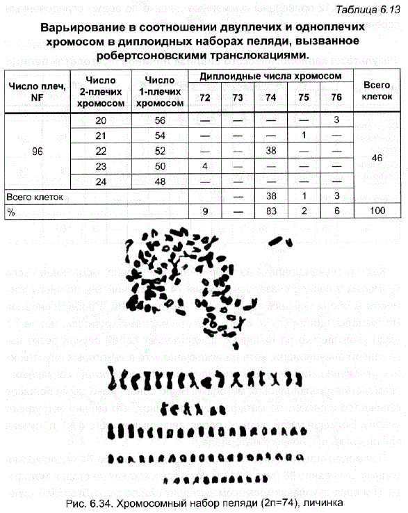 Хромосомный набор пеляди (2n=74), личинка