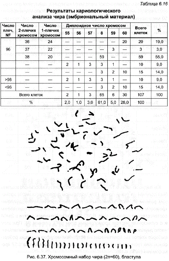Хромосомный набор чира (2n=60), бластула