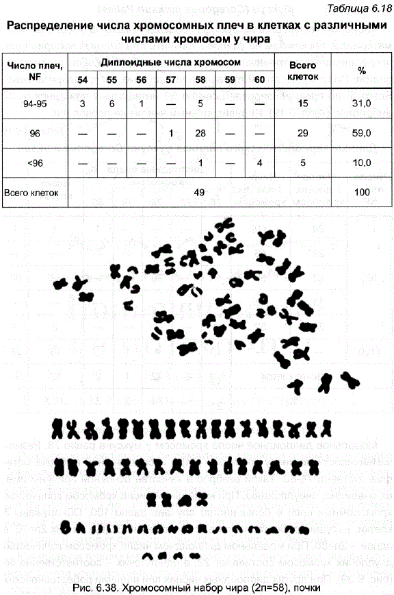 Хромосомный набор чира (2n=58), почки