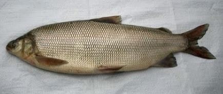 Муксун Рыба Фото Цена