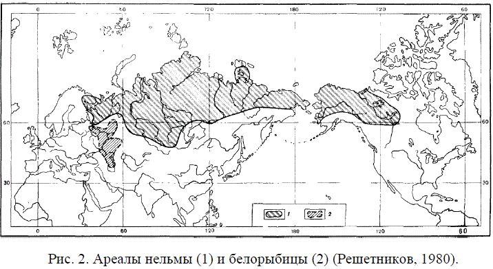 Рис. 2. Ареалы нельмы (1) и белорыбицы (2) (Решетников, 1980).