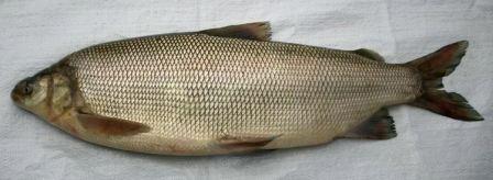 Северная рыба Чир, щокур фото