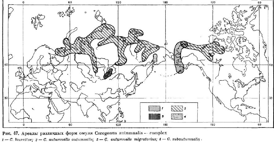 Ареалы различных форм омуля Coregonus autumnalis - complex 