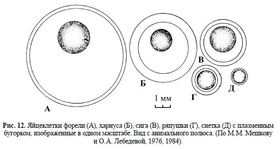 Яйцеклетки форели (А), хариуса (Б), сига (В), ряпушки (Г), снетка (Д) с плазменным бугорком, изображенные в одном масштабе. Вид с анимального полюса. 