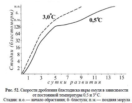 Скорости дробления бластодиска икры омуля в зависимости от постоянной температуры 0,5 и 3° C.