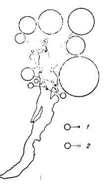 Распределение байкальского ому ля в августе 1965 г. в прибрежных уло вах предполагается северобайкальский