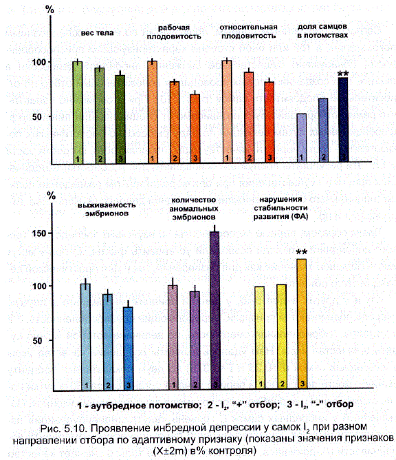 Проявление инбредной депрессии у самок І, при разном направлении отбора по адаптивному признаку (показаны значения признаков (Х+2m) в% контроля)