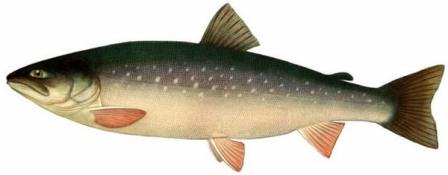 Северная рыба голец описание, фото, ловля, рецепты приготовления