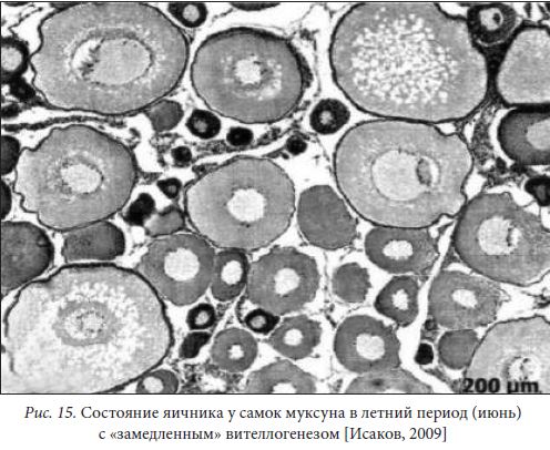 Состояние яичника у самок муксуна в летний период (июнь) с «замедленным» вителлогенезом
