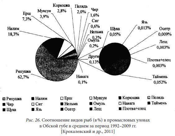 Соотношение видов рыб (в %) в промысловых уловах в Обской губе в среднем за период 1992–2009 гг.
