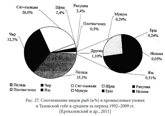 Соотношение видов рыб (в %) в промысловых уловах в Тазовской губе в среднем за период 1992–2009 гг.