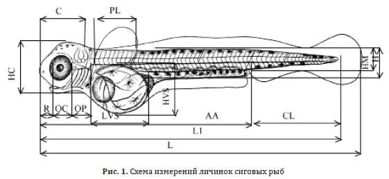 Схема измерений личинок сиговых рыб