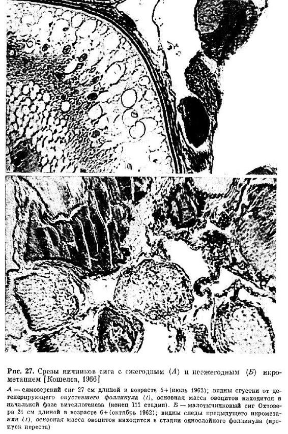 Срезы яичников сига с ежегодным (А) и несжегодным (Б) ико метанием (Кошелев, 1966] A — сямозерский сиг 27 см длиной в возрасте 5+ (июль 1962); видны сгустки от 