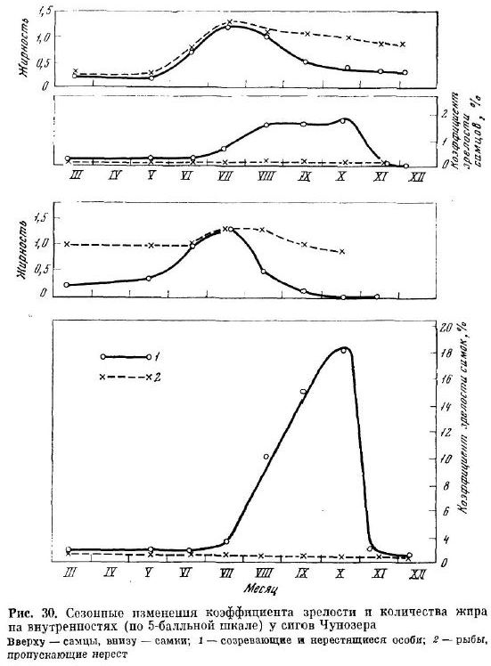 Сезонные изменения коэффициента зрелости и количества жира на внутренностях (по 5-балльной шкале) у сигов