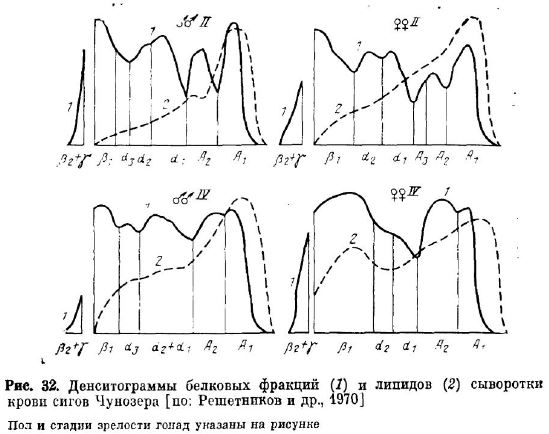 Денситограммы белковых фракций (1) и липидов (2) сыворотки крови сигов Чунозера